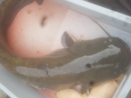 Abfischen 10.11.2018
