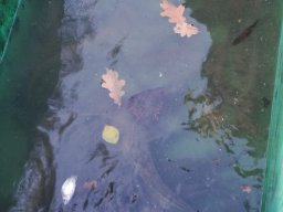 Abfischen 10.11.2018
