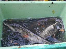 Abfischen 10.11.2018