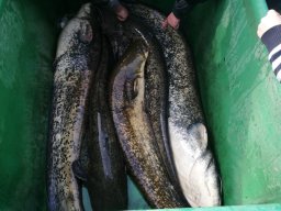 Abfischen 10.11.2018