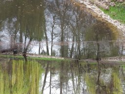 Entlandung Dorfsee 2019