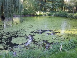 Entlandung Dorfsee 2019