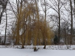 Entlandung Dorfsee 2019