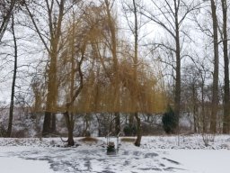 Entlandung Dorfsee 2019