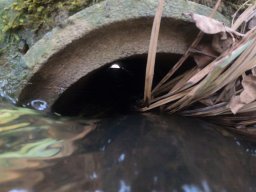 Entlandung Dorfsee 2019