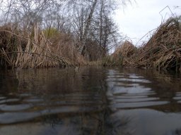 Entlandung Dorfsee 2019