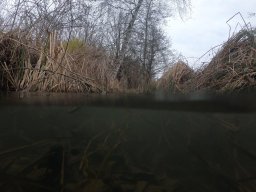 Entlandung Dorfsee 2019