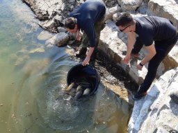Entlandung Dorfsee 2019
