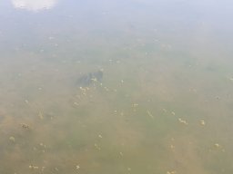 Entlandung Dorfsee 2019
