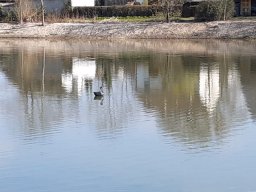 Entlandung Dorfsee 2019
