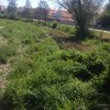 Entlandung Dorfsee 2019