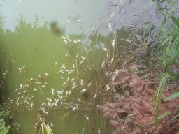 Fischsterben 09.06.2018 &raquo; Fischsterben_09.06.2018