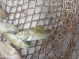 Fischsterben 09.06.2018