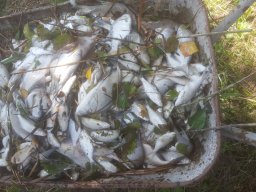 Fischsterben 09.06.2018