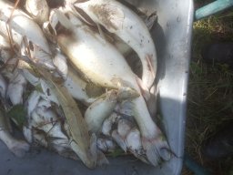 Fischsterben 09.06.2018