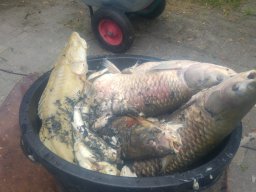 Fischsterben 09.06.2018