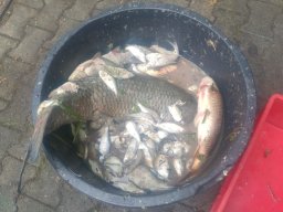 Fischsterben 09.06.2018