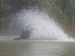 Fischsterben 09.06.2018