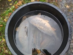 Königsangeln 2018